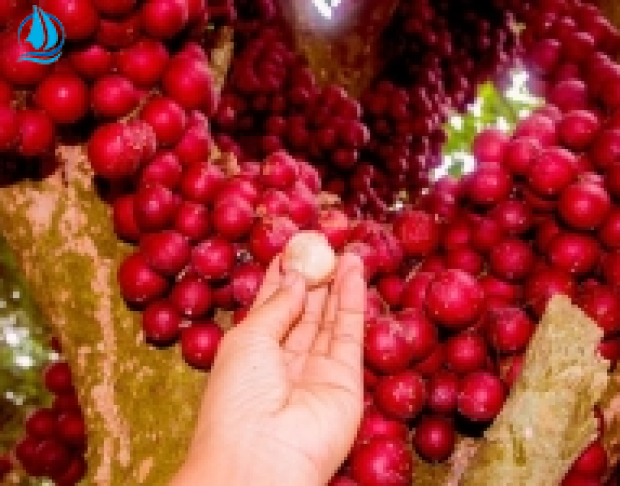Tour Quy Nhơn - Phú Yên Cao nguyên Vân Hoà 1 ngày 
