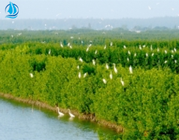 TOUR DU LỊCH CỒN CHIM 1 NGÀY